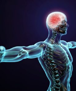 Imagem digital de corpo humano transparente com braços abertos, evidenciando o sistema esquelético e o cérebro iluminado em vermelho.